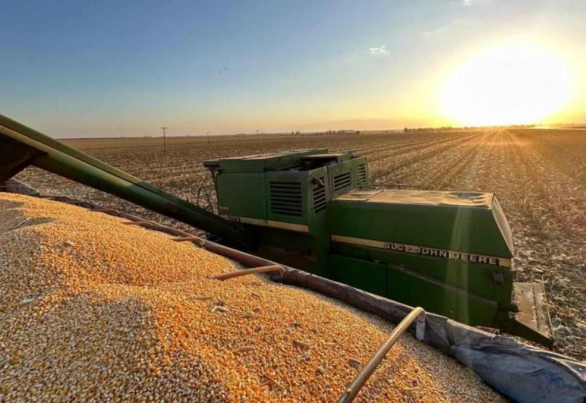 Milho lidera exportações de Mato Grosso do Sul em setembro