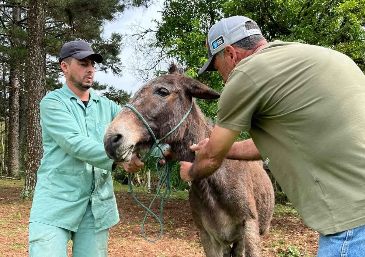 Adapar realiza ação de vigilância contra Anemia Infecciosa Equina