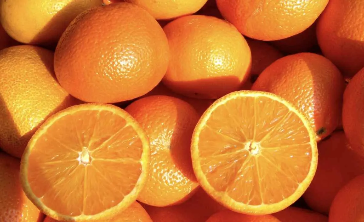 Safra 25/26 começa com queda na exportação de suco de laranja