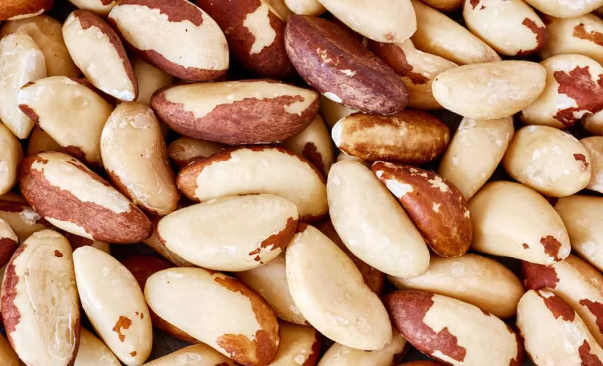Brasil abre mercado de castanha-do-Brasil para Costa Rica