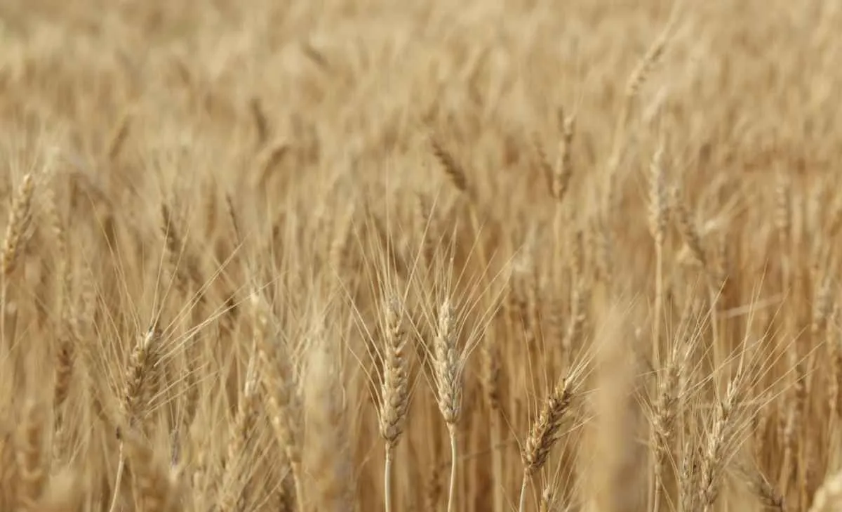 Chuvas atrasam colheita, mas trigo segue desvalorizado