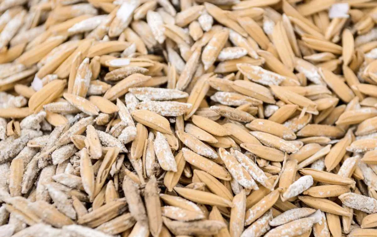 Safra recorde derruba preços do arroz e pressiona renda do produtor