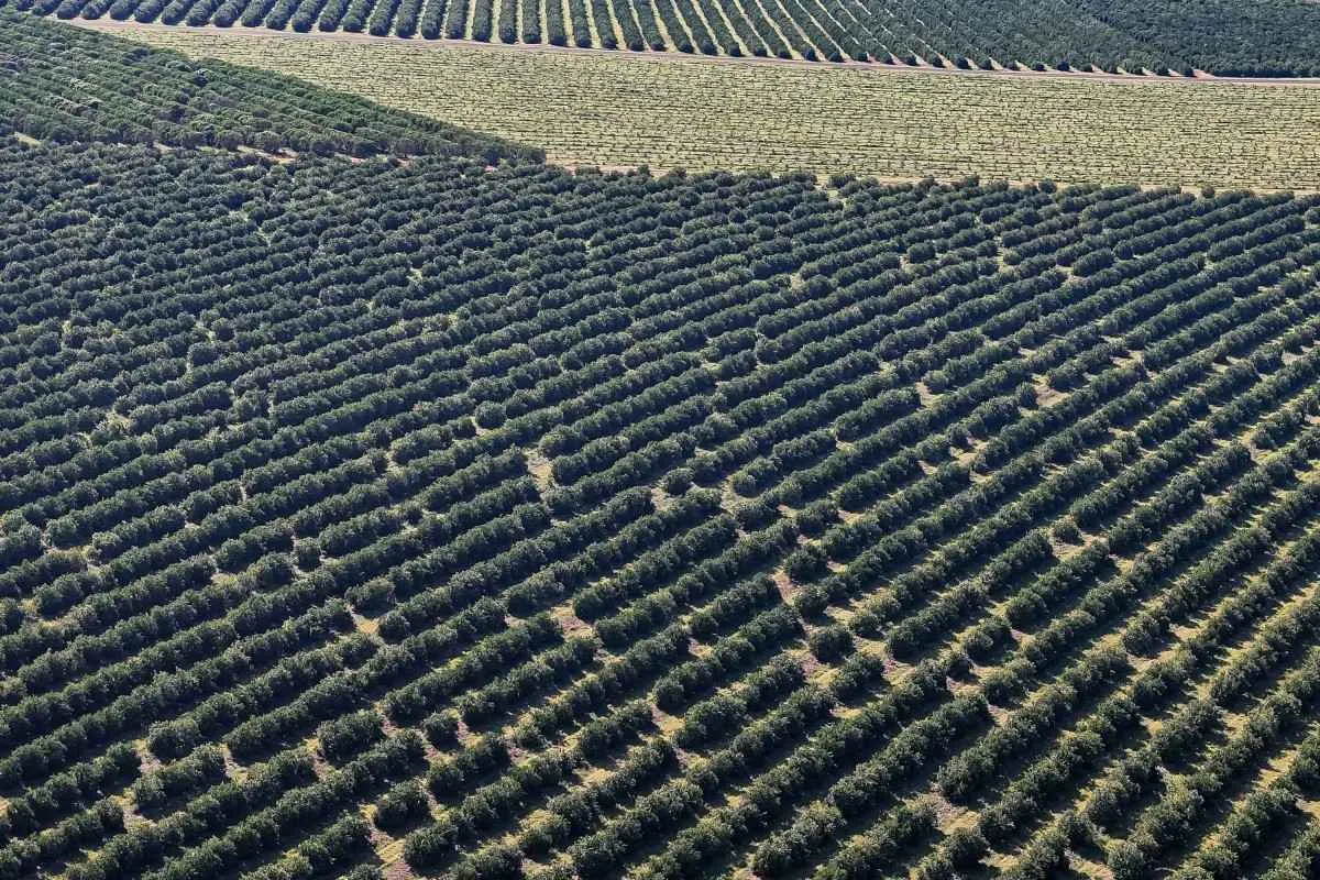 Paraná é o estado que mais destinou recursos para a agricultura em 2025