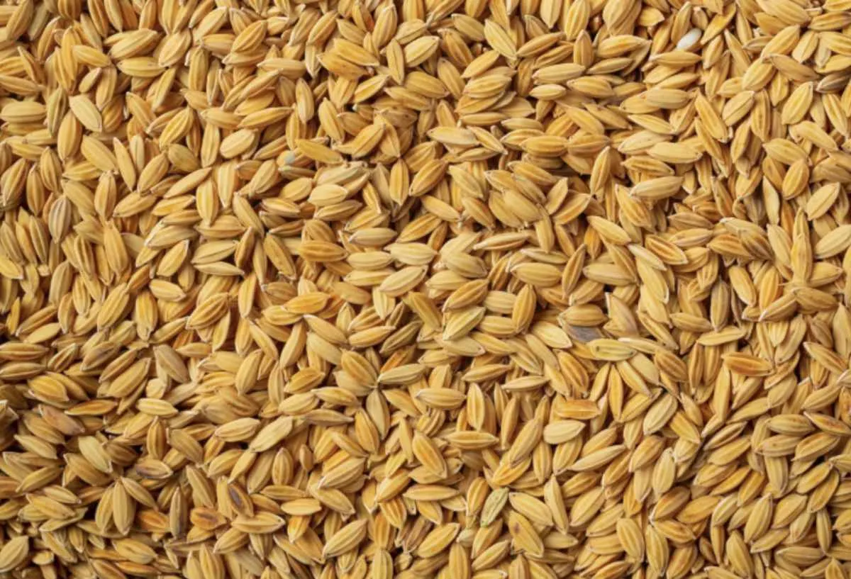 Inscrições para Selo Ambiental do Arroz são prorrogadas