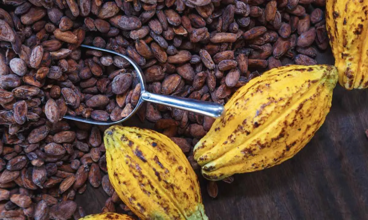 Moagens em queda reforçam cautela no mercado de cacau