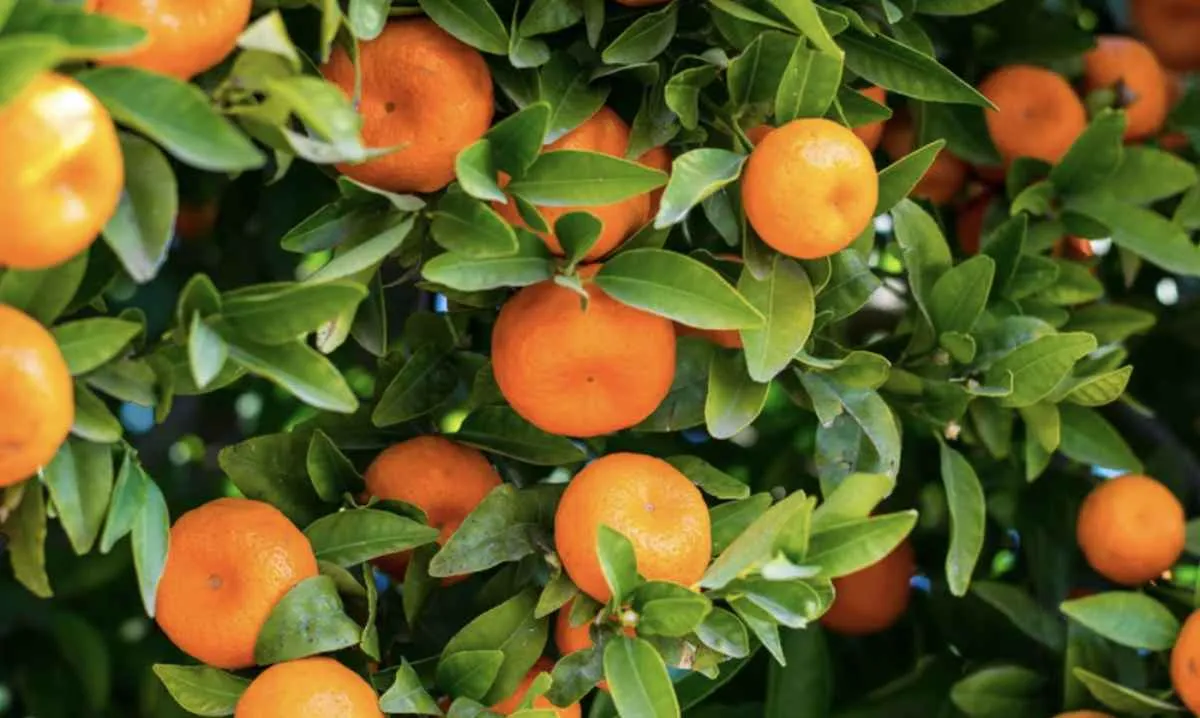 Falta de chuva preocupa produtores e atrasa florada da laranja