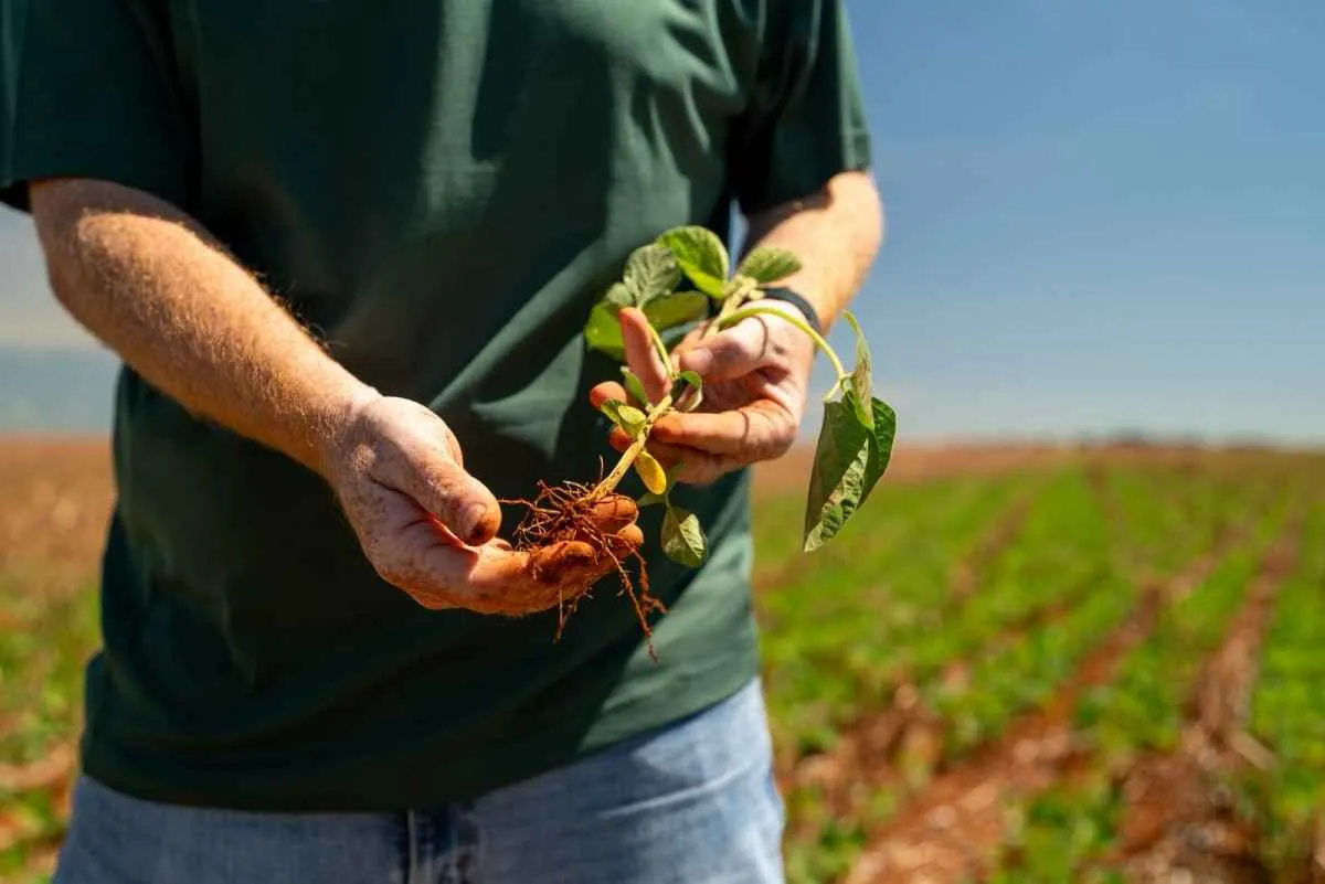 Plantio de soja avança com chuvas irregulares em Mato Grosso