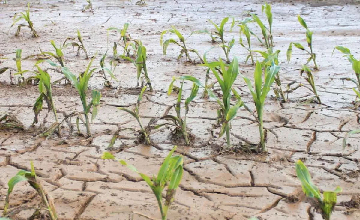 FAEP alerta que critérios de dívidas rurais prejudicam produtores