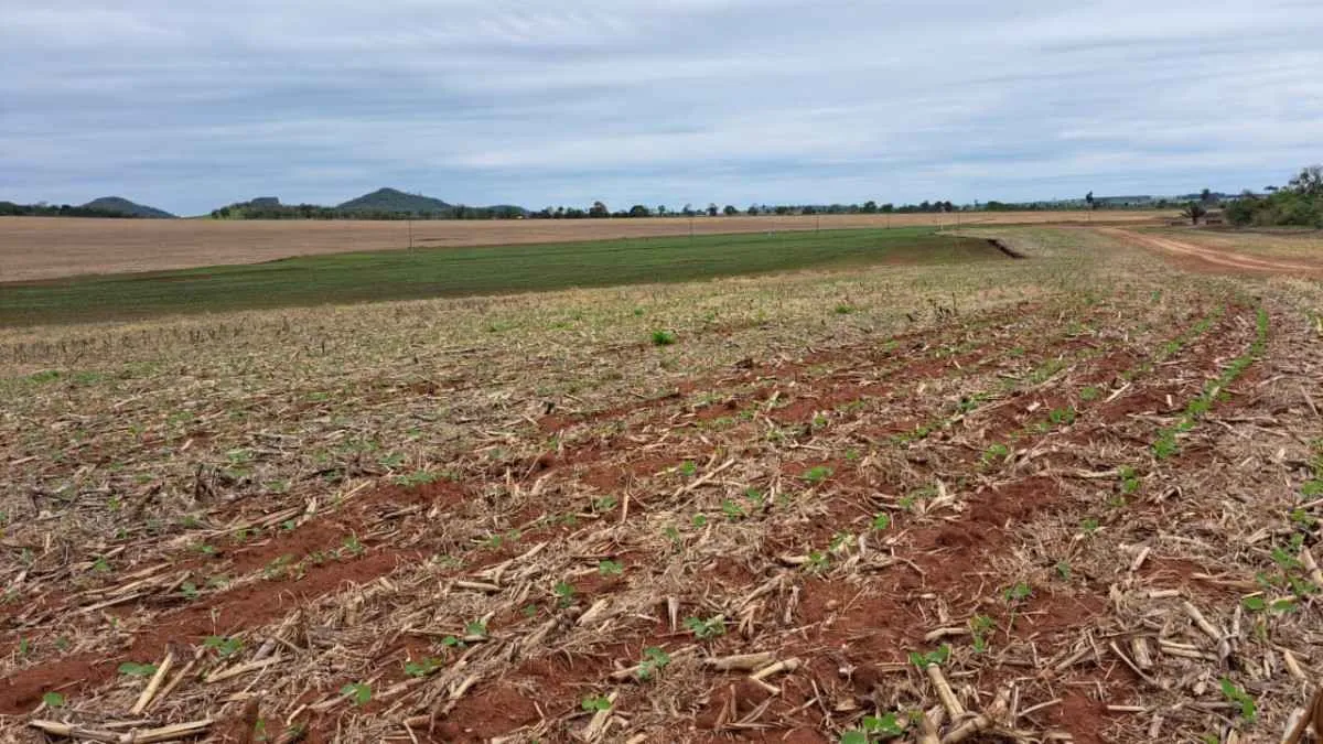 Soja avança em Mato Grosso do Sul com 16% da área plantada