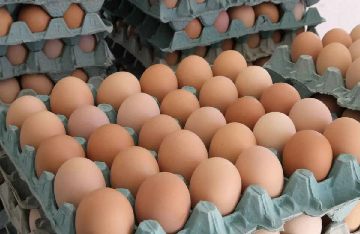 Goiás registra forte crescimento na produção de ovos