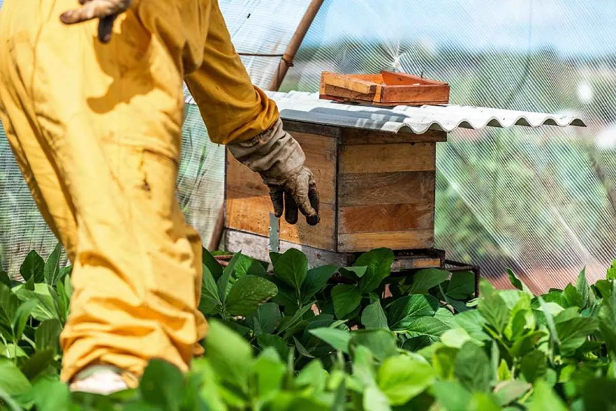 Polinizadores aumentam produtividade da soja em até 13%