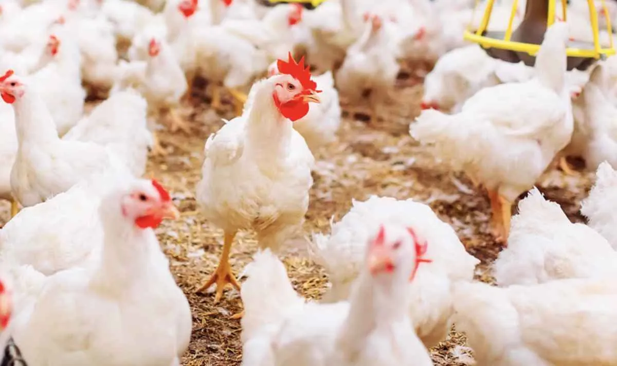 Biosseguridade garante reabertura de mercados ao frango paranaense