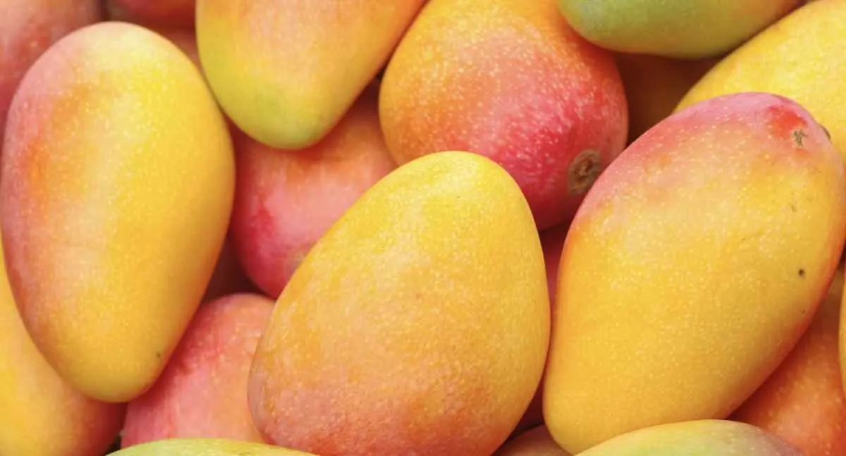Exportações de frutas resistem a tarifaço, mas margens caem