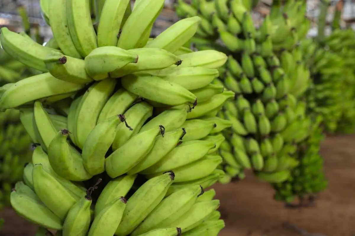 Potencial da bananicultura no Sul de Minas é destaque em encontros