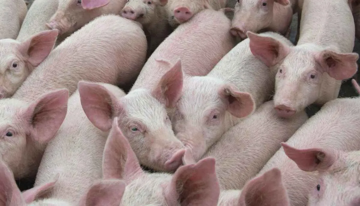 Poder de compra do suinocultor recua em outubro