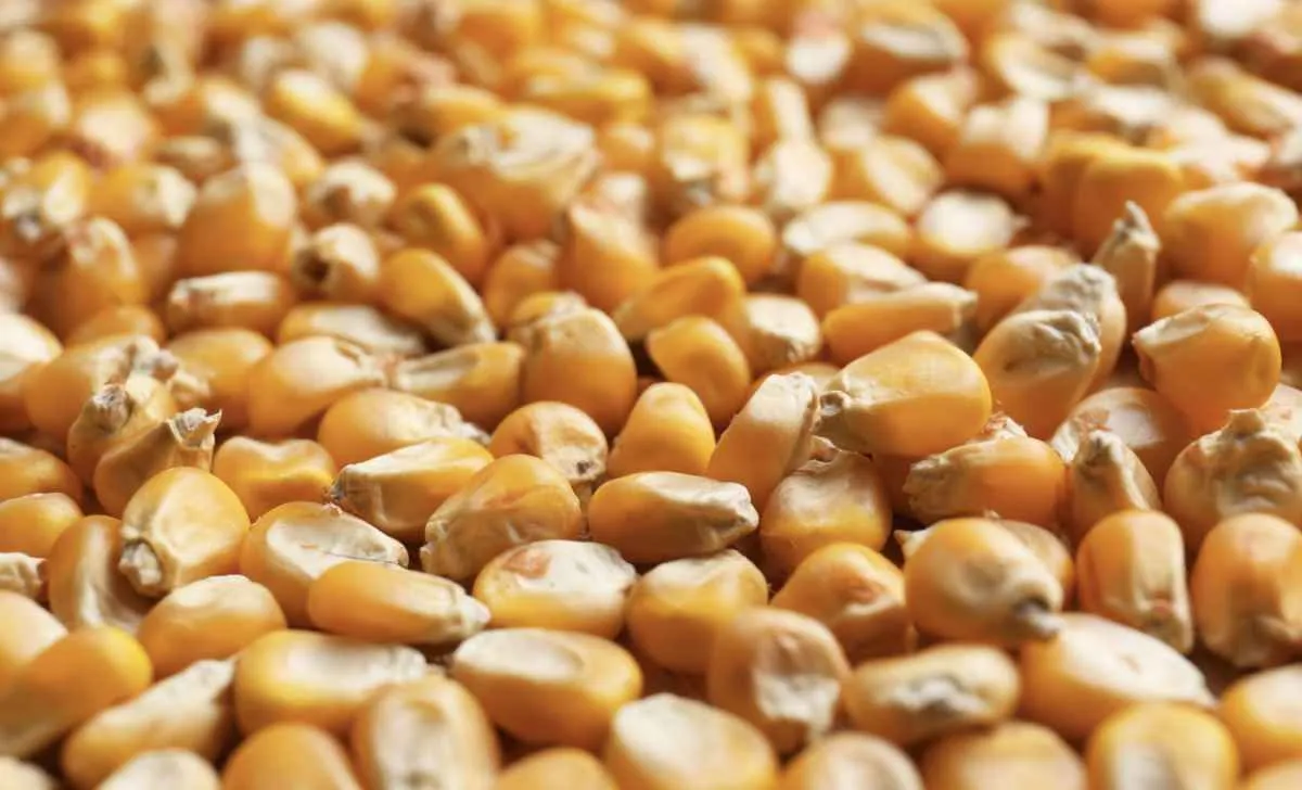 Milho recua em Chicago com colheita adiantada nos EUA