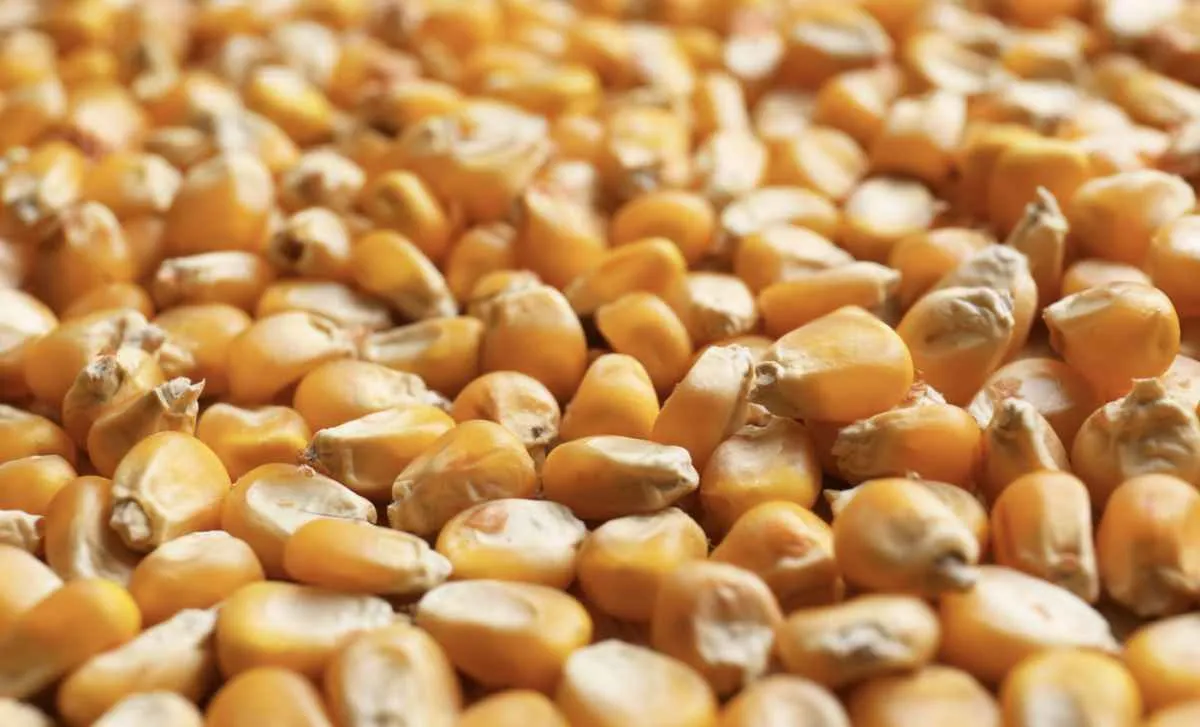 Milho recua em Chicago após alta e mercado aguarda encontro entre líderes