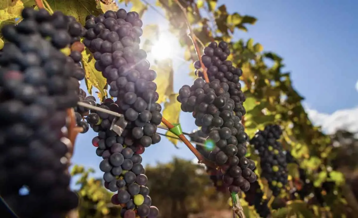 Exportação de uva para os Estados Unidos cai 70%