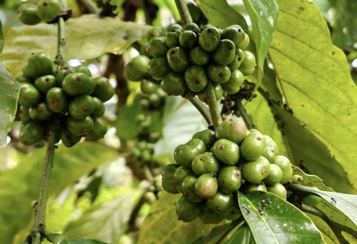 Produtores de café esperam mais chuvas para garantir bom desenvolvimento da safra