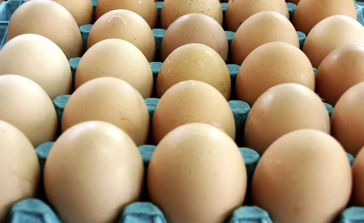 Produção e consumo de ovos colocam Brasil entre os 10 maiores