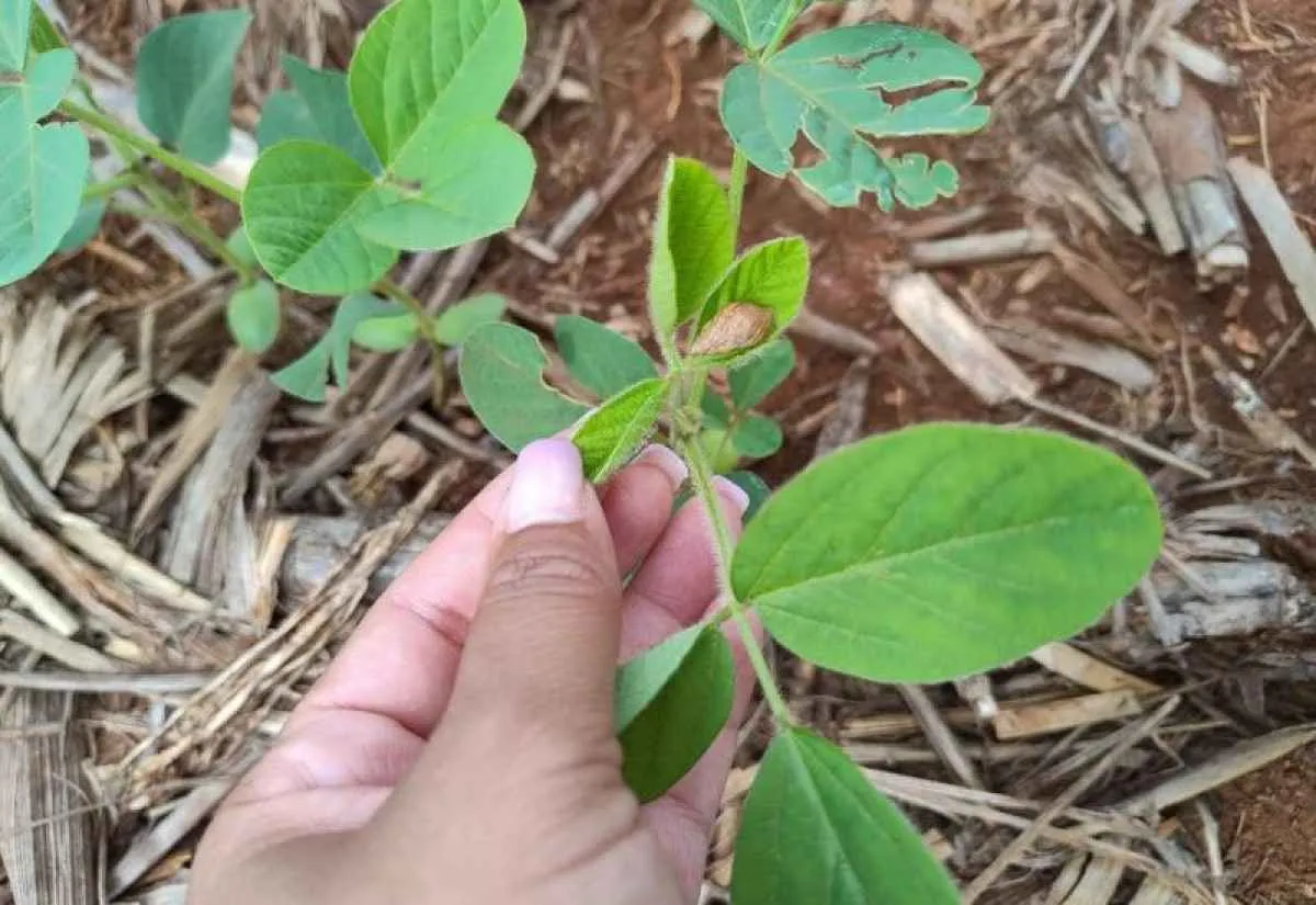 Monitoramento constante auxilia no controle de caramujos e lesmas