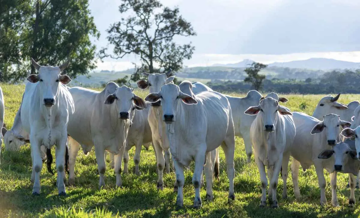 Preços da carne bovina iniciam outubro mais firmes com exportações recordes