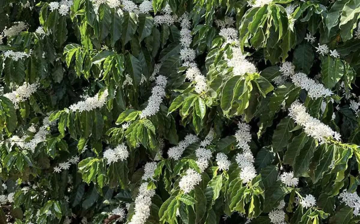 Lavouras de arábica têm boa floração, mas clima preocupa