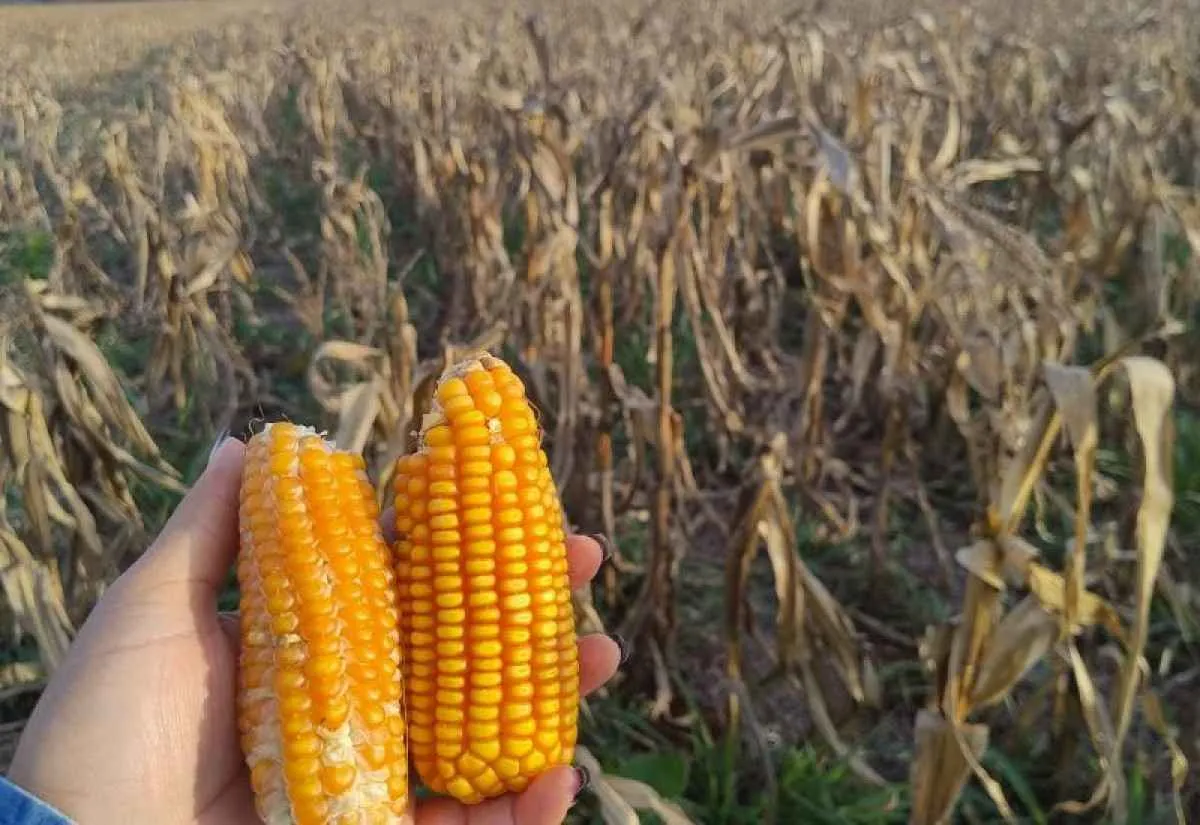 Estiagem afeta produção de soja e milho em Mato Grosso do Sul