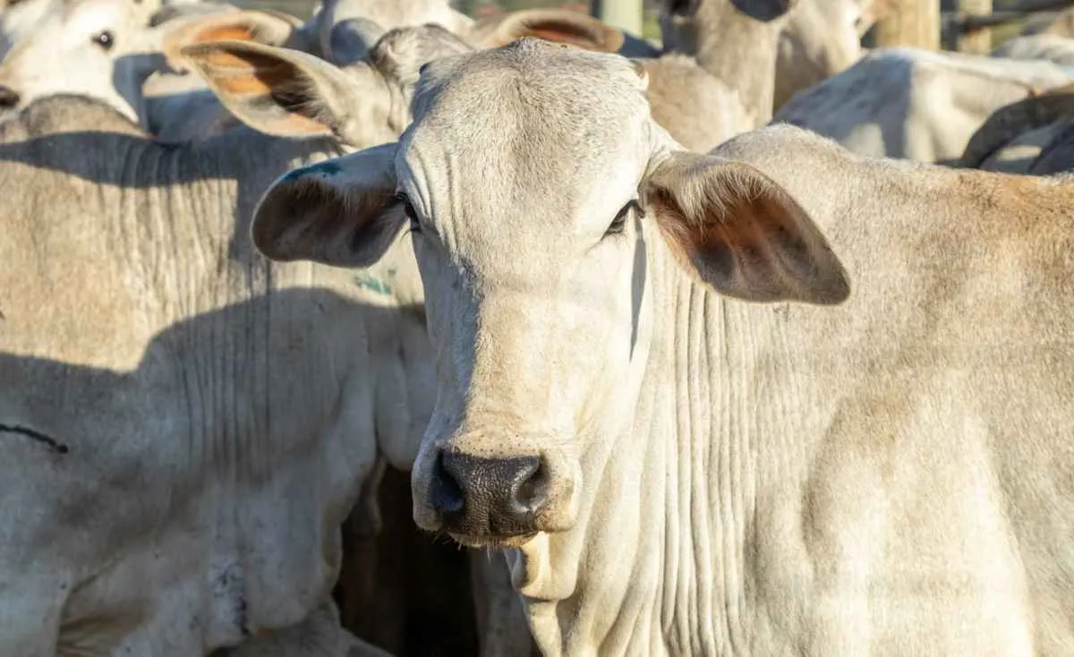 Preços do boi e da carne seguem firmes com oferta limitada