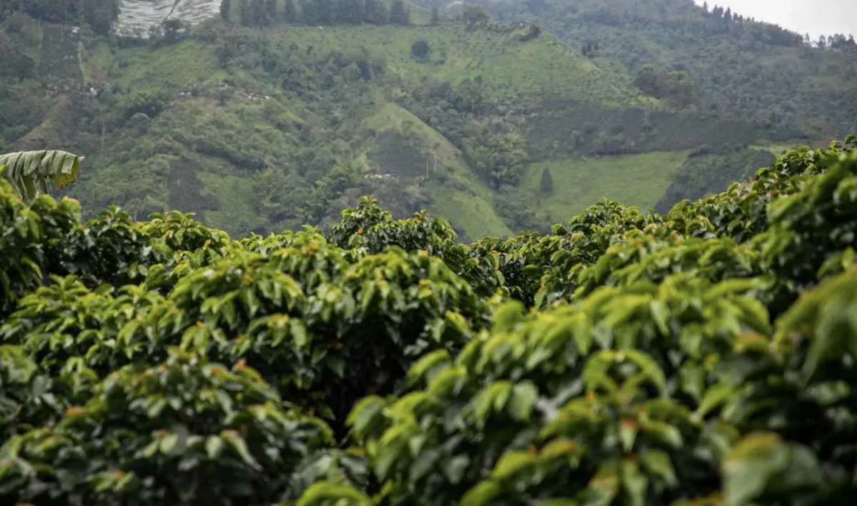 Chuvas animam cafeicultores e favorecem safra 2026/27