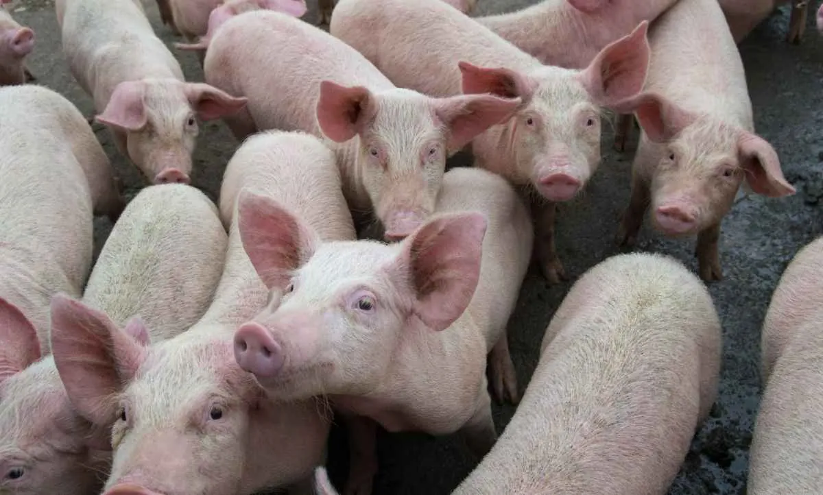 Suinocultor de SP tem melhor poder de compra frente ao farelo em duas décadas