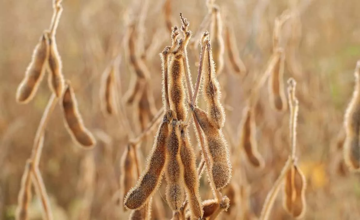 La Niña pode provocar estiagem no Centro-Sul e afetar produtividade das lavouras em outubro