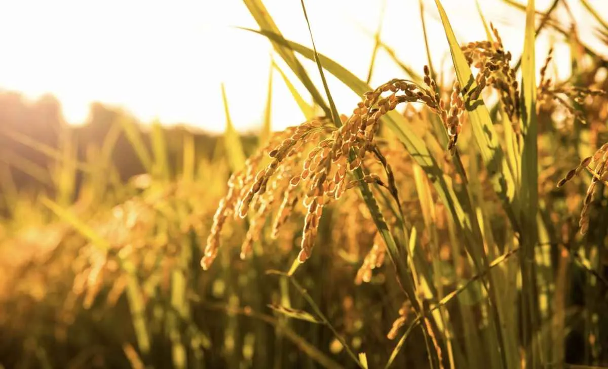 Queda no Indicador do arroz em 2025 já chega a quase 40%