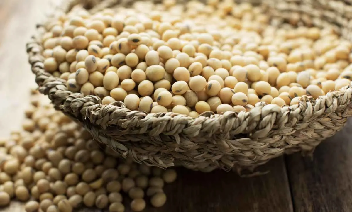 Soja sobe em Chicago após reverter queda e mercado segue atento à China