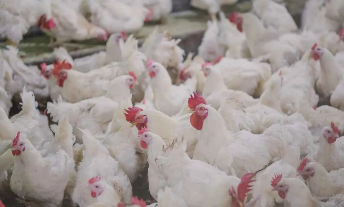 Exportações de carne de frango à China seguem suspensas