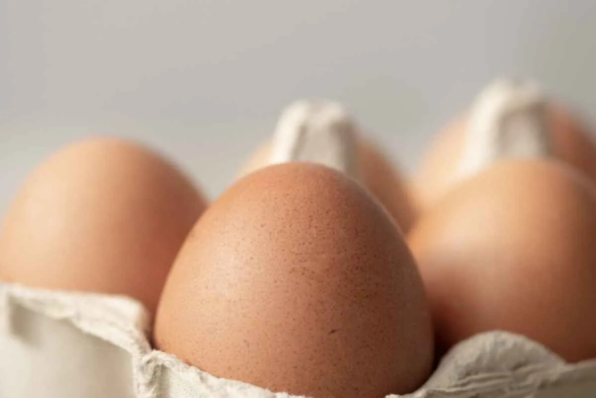 Exportações de ovos crescem 13,6% em outubro