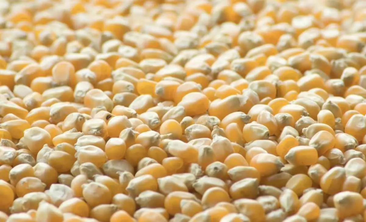 Milho recua em Chicago com grande oferta dos EUA e câmbio em baixa