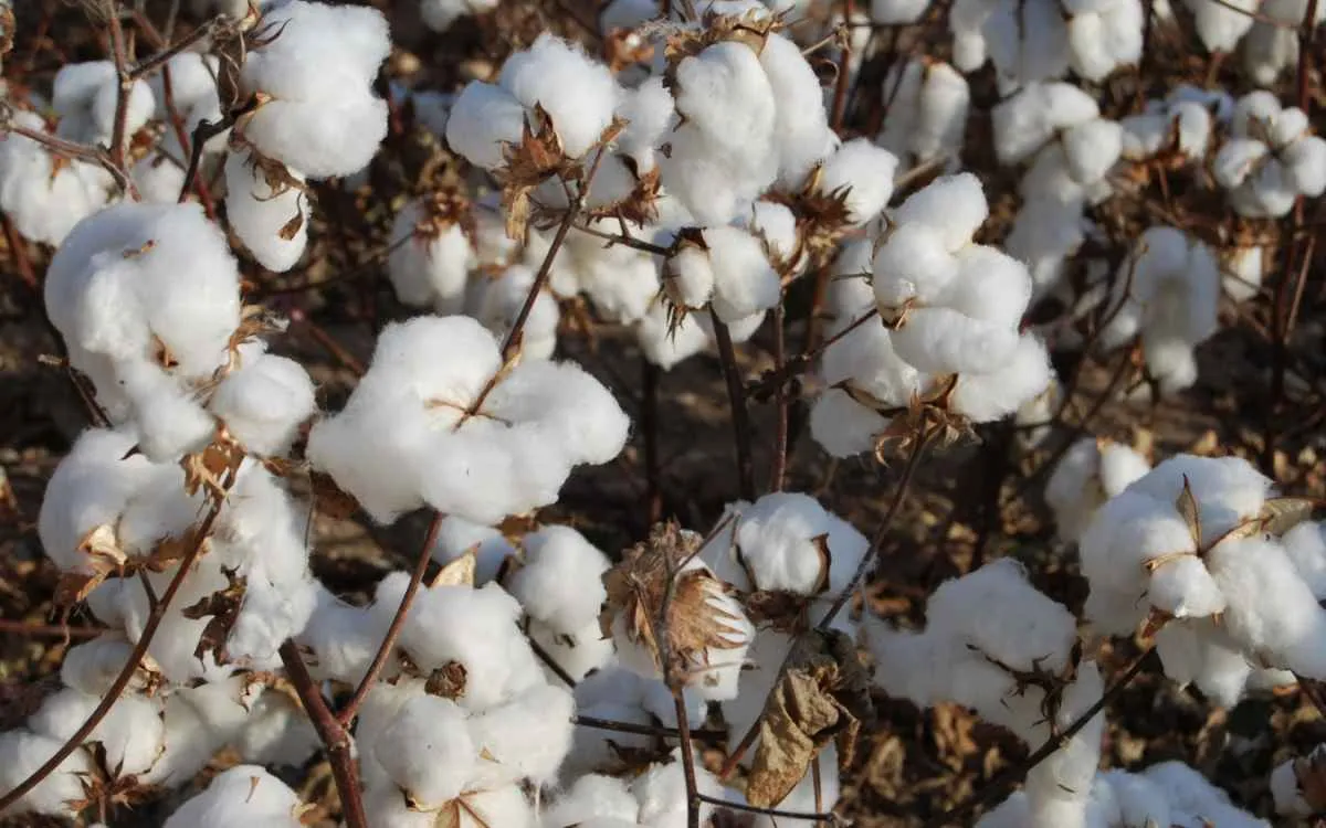 Produtores firmes mantêm preços do algodão estáveis