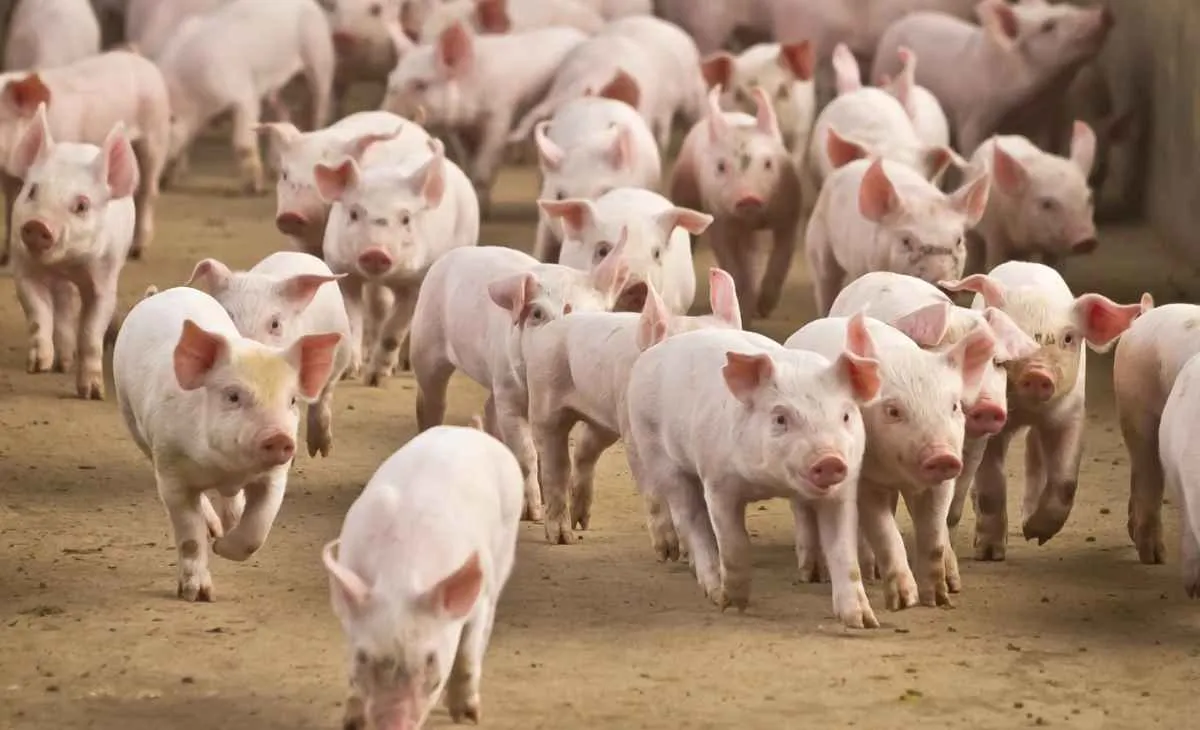 Mercado de suínos reage com demanda firme e exportações em alta