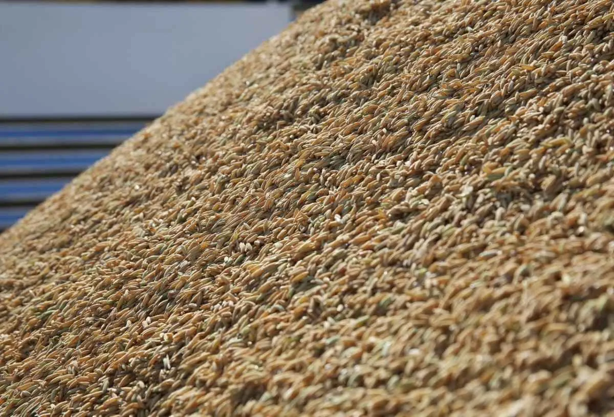 Exportação de arroz requer atenção a requisitos de qualidade e prazos de pagamento