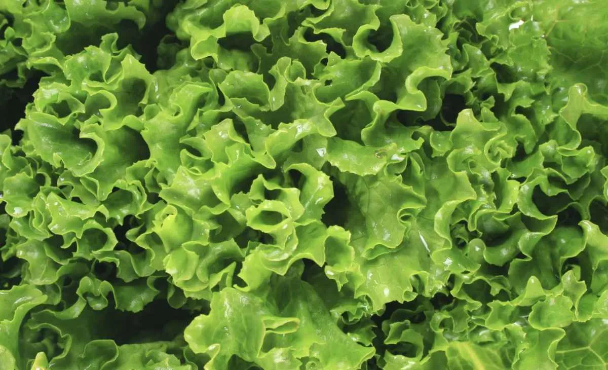 Feriado derruba ritmo das vendas de alface no atacado