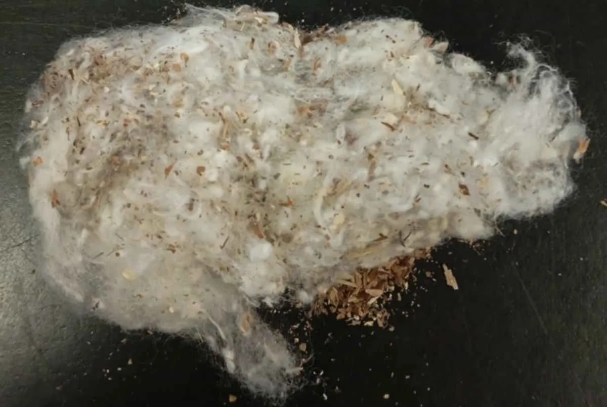 Contaminação por seed coat ameaça algodão brasileiro e exige atenção dos produtores