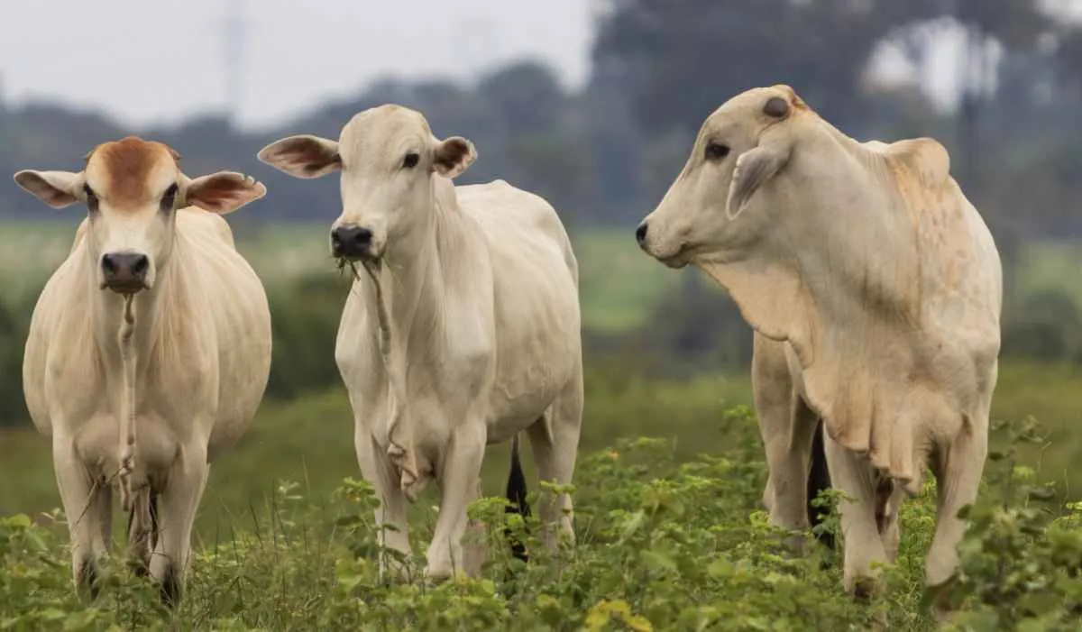 Tarifa menor nos EUA deve impulsionar carne bovina de MT