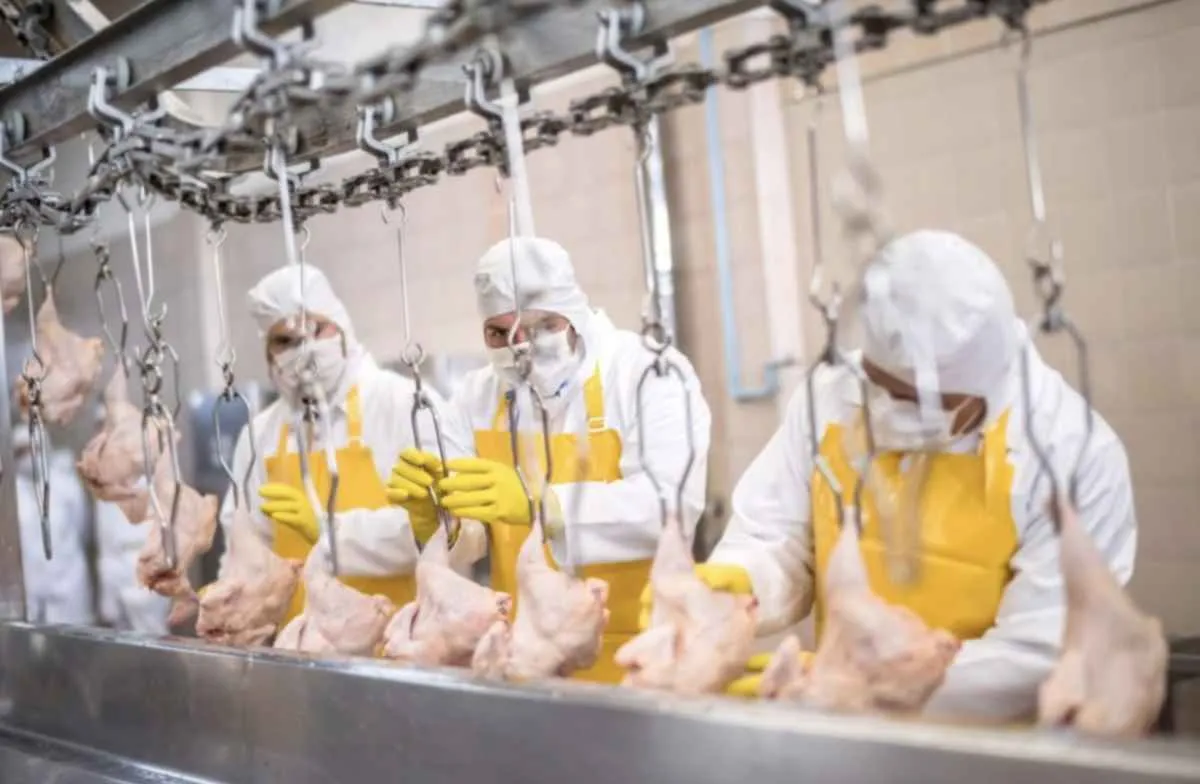 Volume exportado de frango em outubro é 2º maior da história