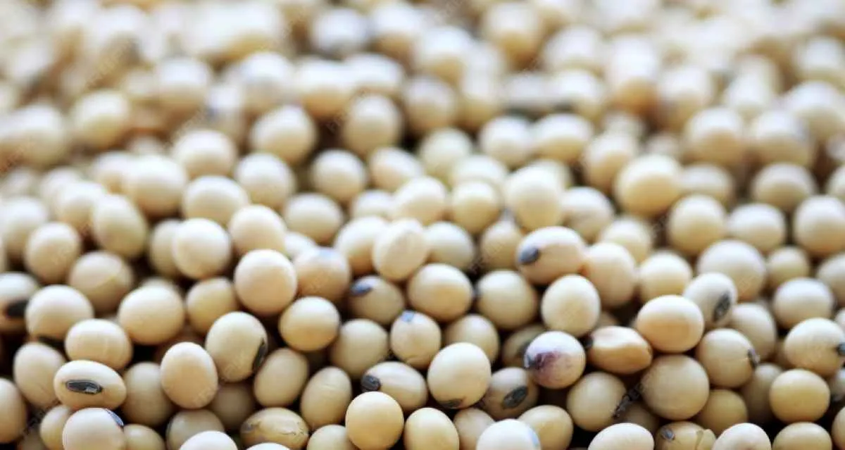 Soja tem queda em Chicago com colheita americana no fim e prêmios mais fracos no Brasil