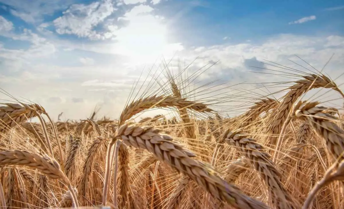 Alta do dólar sustenta preços do trigo apesar da maior oferta