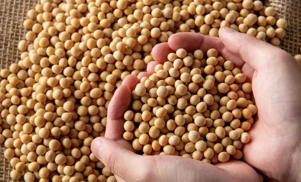 Mercado da soja opera estável à espera de avanço nas negociações EUA–China