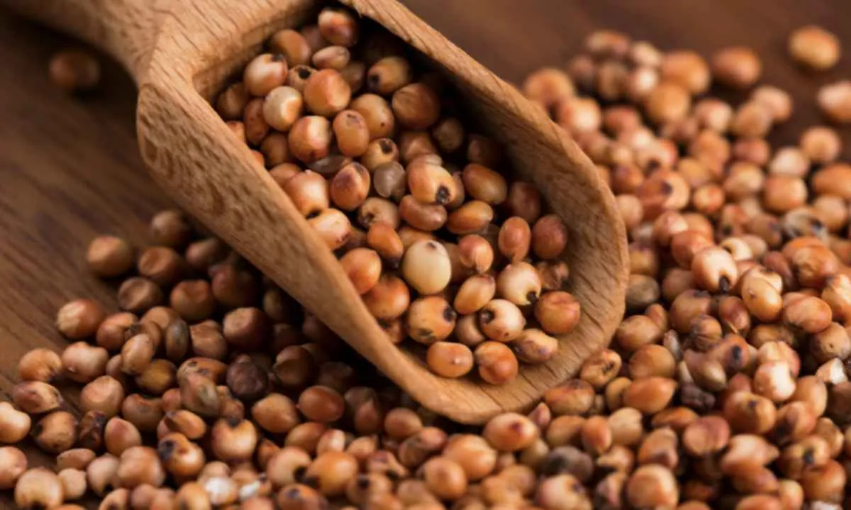 Brasil habilita plantas para exportar DDGs e sorgo à China