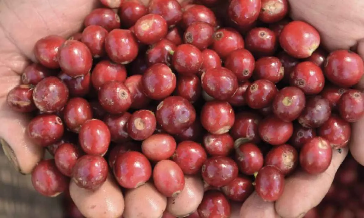 Cafés do Brasil comprovam viabilidade de créditos de carbono e ação climática