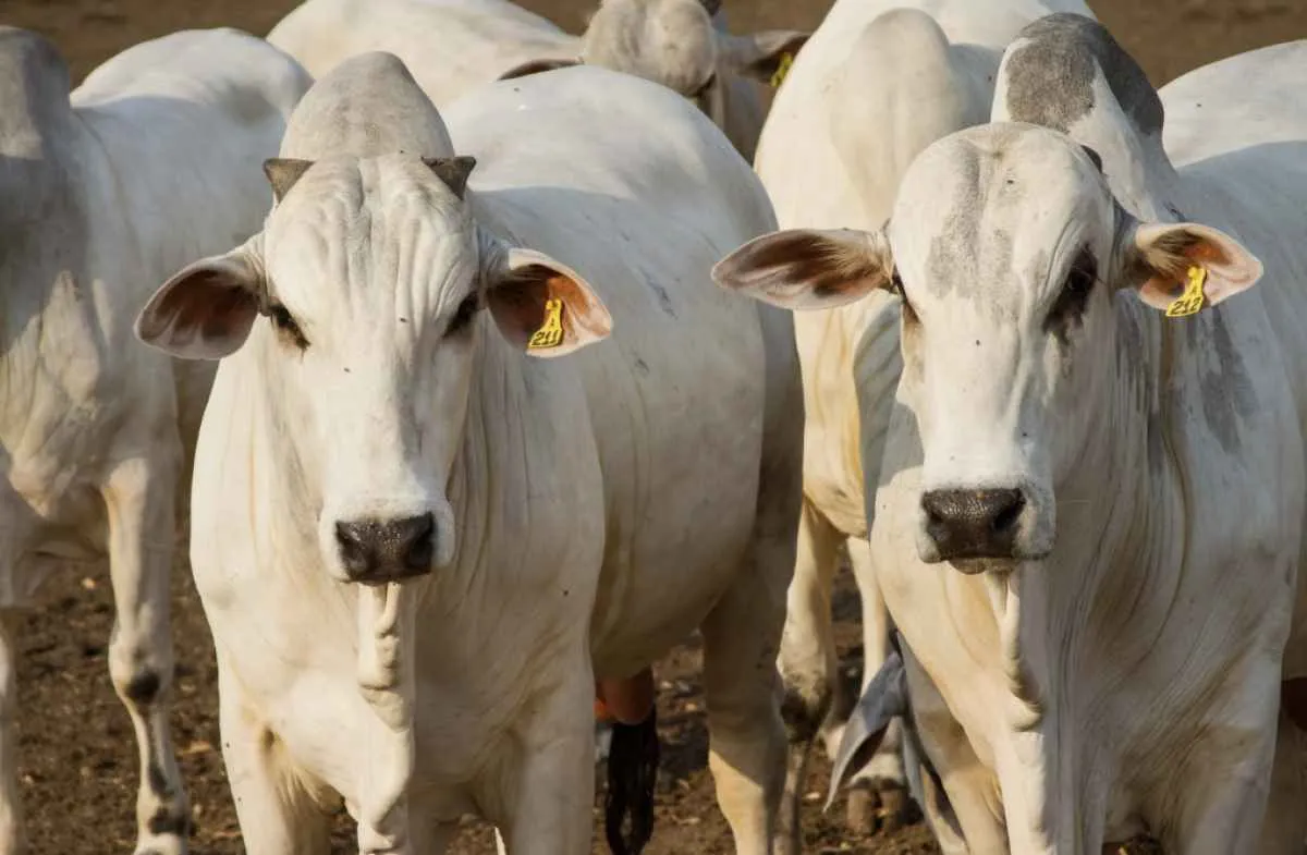 Brasil caminha para novo recorde nas exportações de carne bovina em 2025